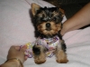 Affectionate Yorkie Puppies